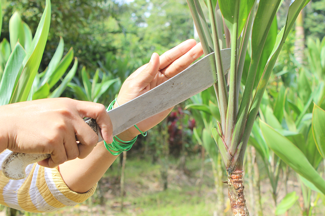 Recolección de flores