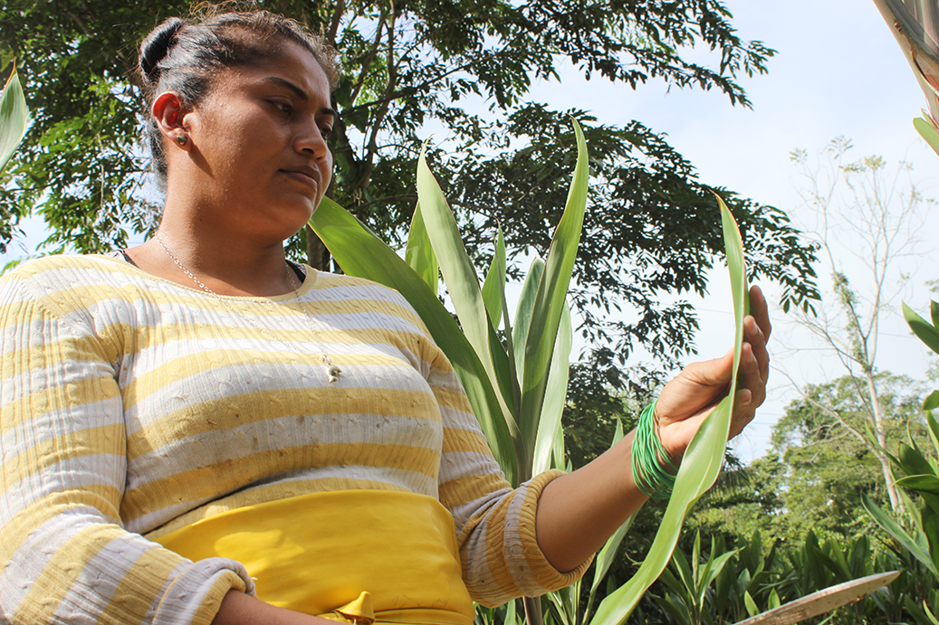 Recolección de flores