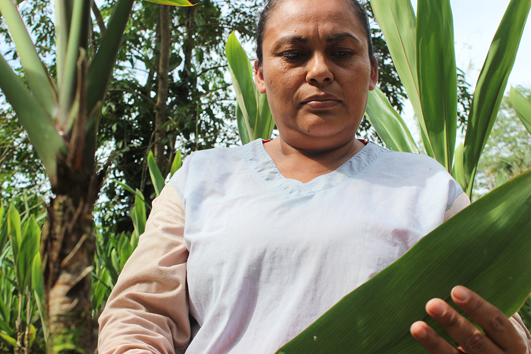 Recolección de flores