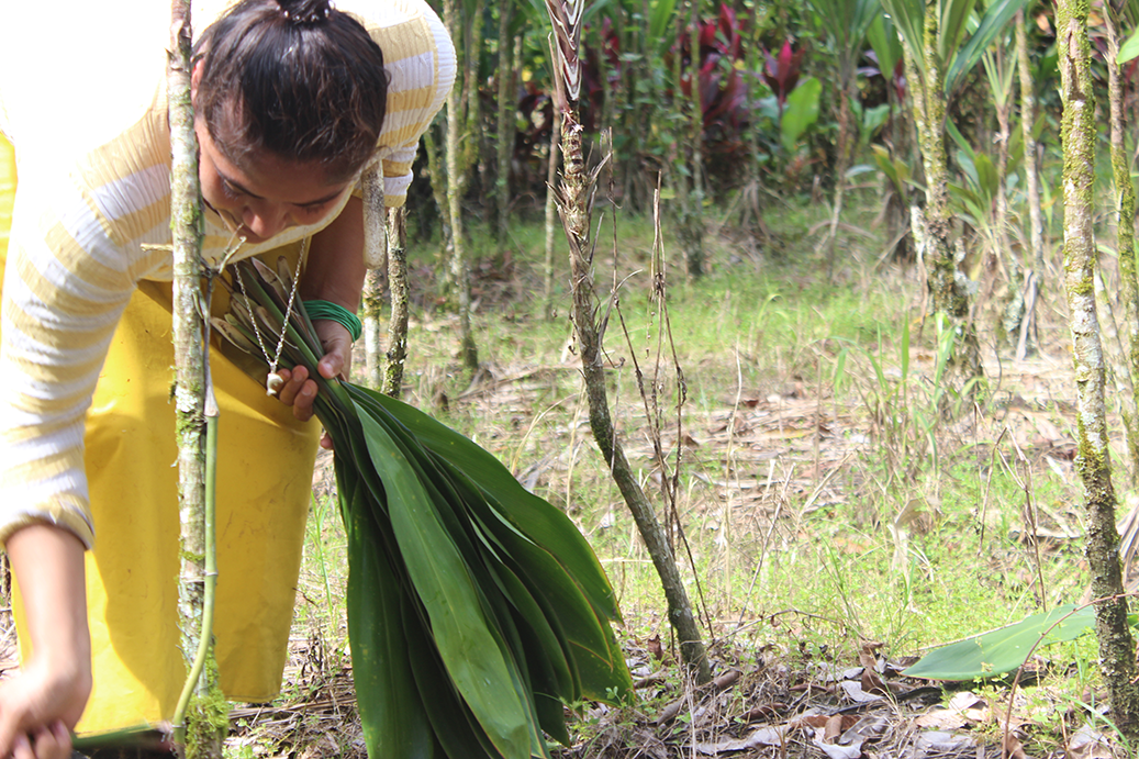 Recolección de flores